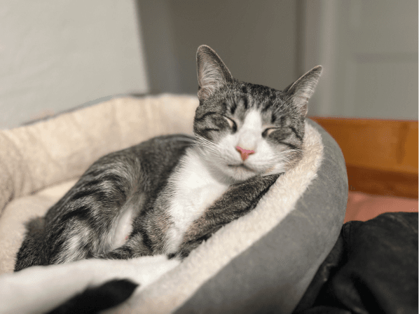 My cat, Greg, sleeping in his bed